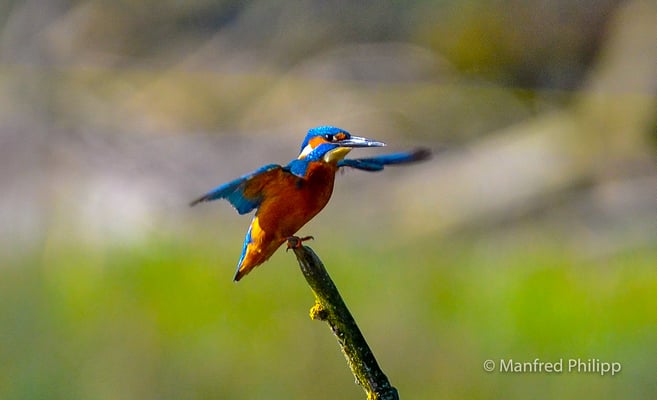 Eisvogel mit ausgebreiteten Flügeln am Flachsee