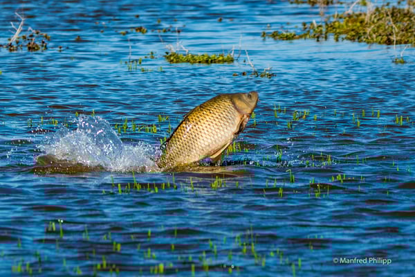 Karpfen im Neeracheried, Schweiz