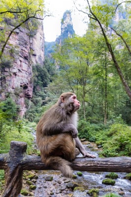 Affe in Nationalpark von Zhangiiajie
