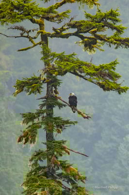 Weisskopfseeadler im Regen