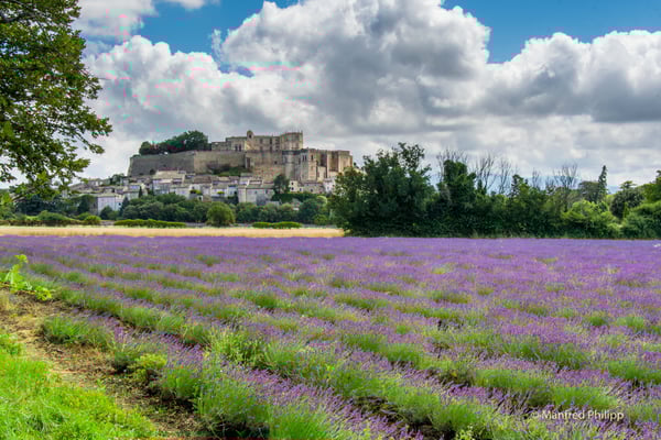 Lavendelblüte in Südfrankreich