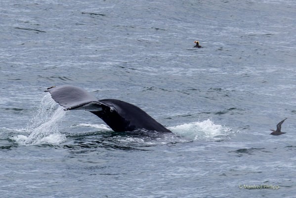 Flosse eines Buckelwals (Humpback whale)