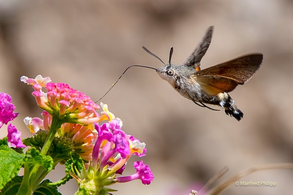 Taubenschwänzchen, Italien