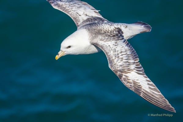 Eissturmvogel im Flug