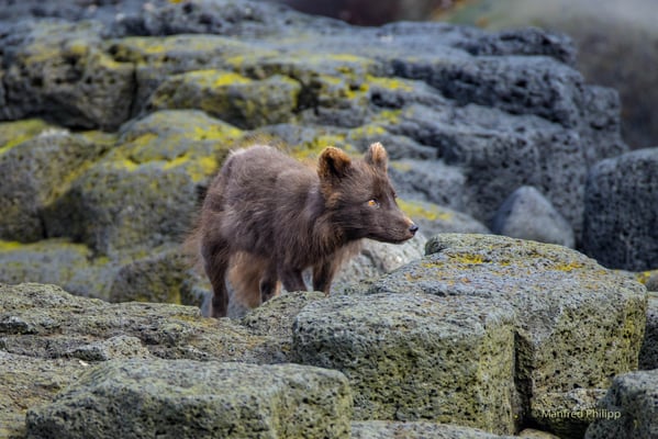 Polarfuchs am Strand 