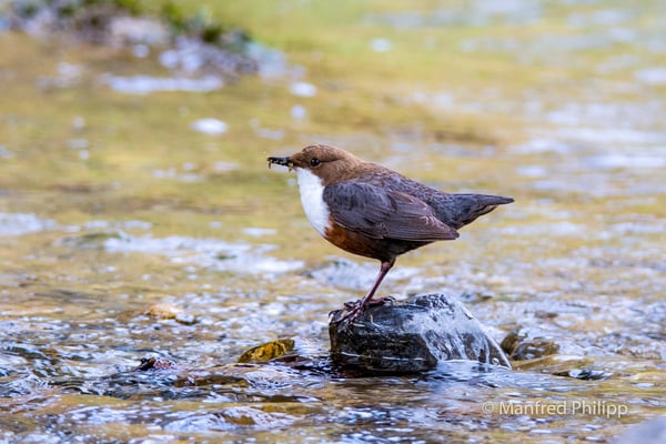 Wasseramsel an der Lorze