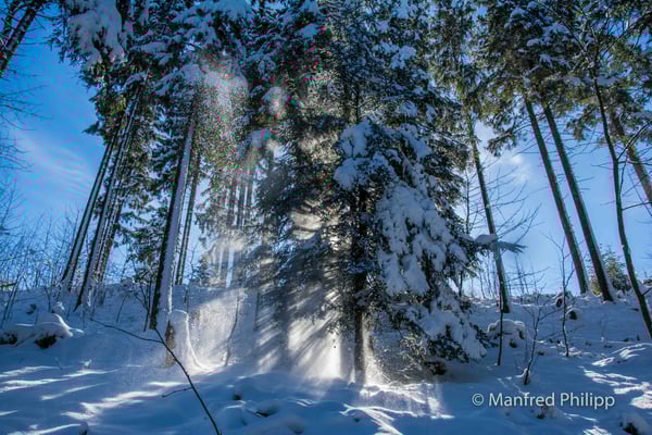 Winterspaziergang im Wald