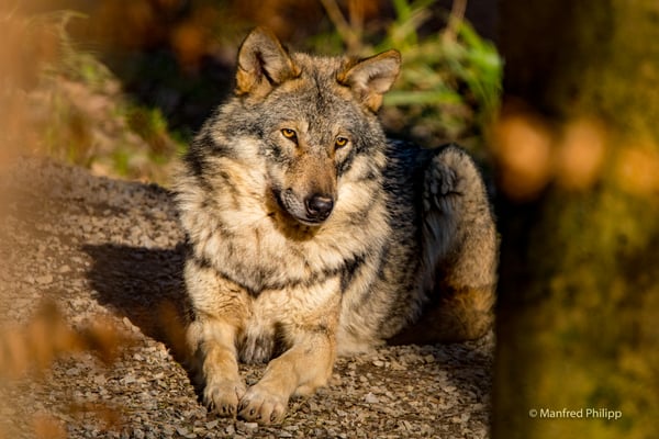 Wolf im Tierpark