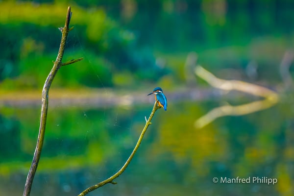 Eisvogel auf einem  Ast an der Reuss