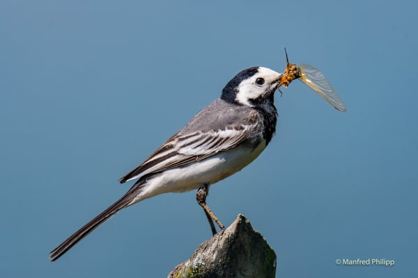Bachstelze mit Beute