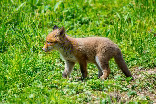 Junger Fuchs erkundet die Umgebung