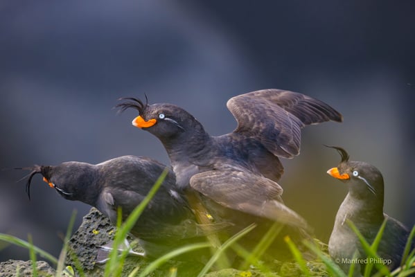 Schopfalken (Crested auklet)
