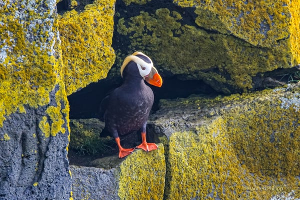 Gelbschopflund (Tufted puffin) 