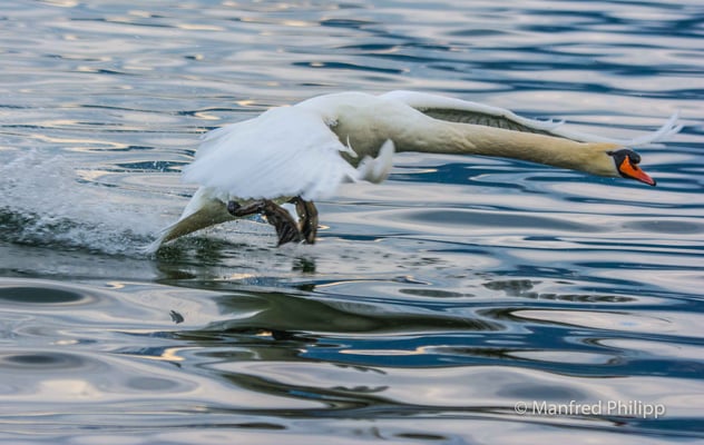 Landender Höckerschwan im Zugersee