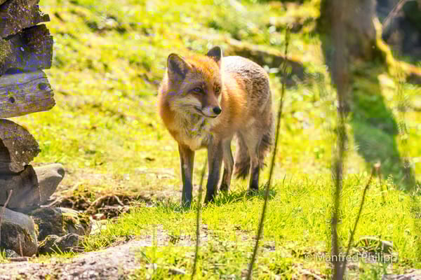Fuchs erkundet die Gegend
