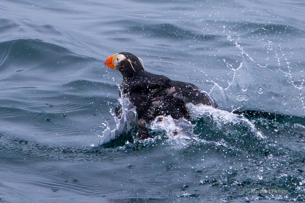  Gelbschopflund beim Starten im Wasser
