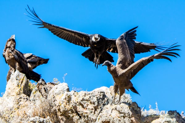 Kondore in den Anden, Peru
