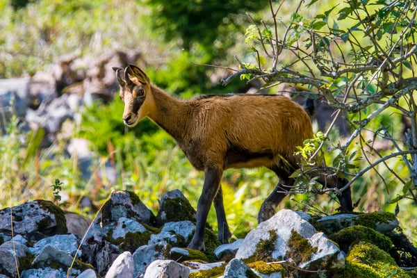 Gämse im Mythengebiet