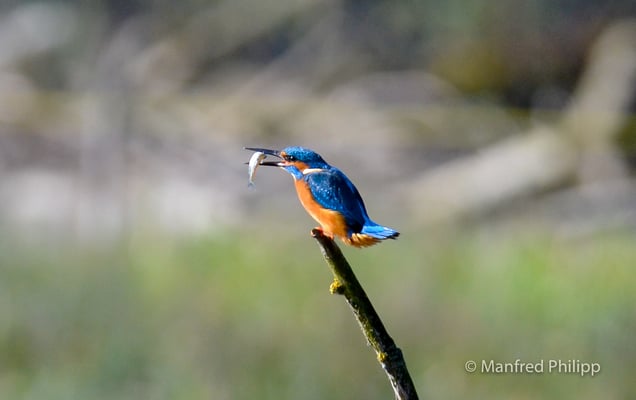 Eisvogel mit einem erbeuteten Fisch