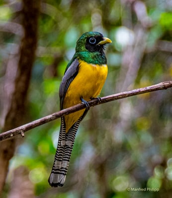 Schwarzkehl Trogon, Costa Rica