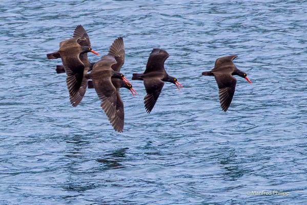 Schwarm von Austernfischern, Alaska