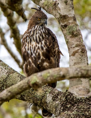 Raubvogel, Sri Lanka