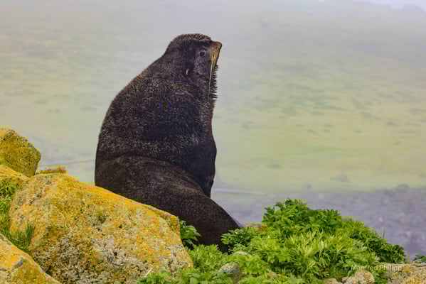 Pelzrobbe im Nebel