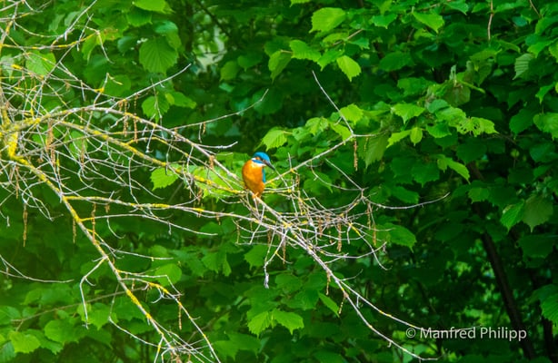 Eisvogel auf Ansitz in einem Waldweiher