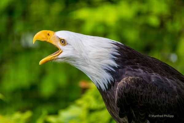 Weisskopfseeadler (Bald Eagle)