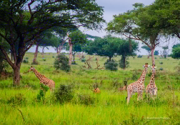 Graslandschaft, Uganda
