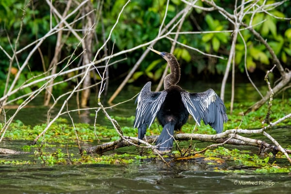 Neotrop Kormoran, Costa Rica