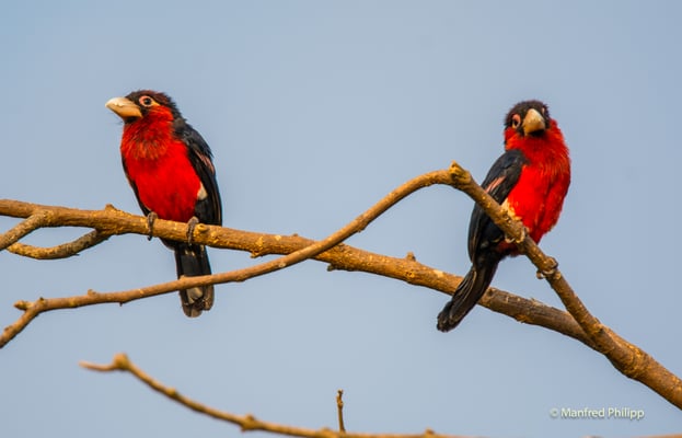 Doppelzahn-Bartvogel, Uganda
