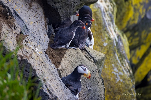 Hornlund (Horned puffin)