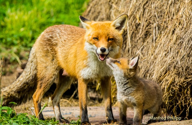 Jungfuchs mit Mutter