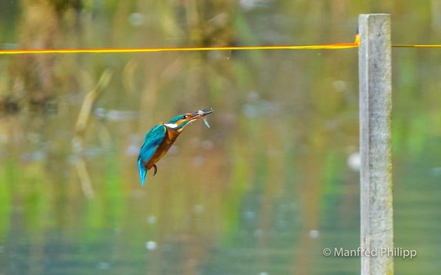Eisvogel nach erfolgreicher Jagd