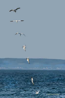 Fotoserie von einem jagenden Basstölpel, Kanada