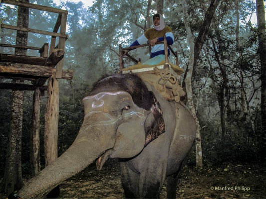 Reitelefant im Buschcamp, Nepal