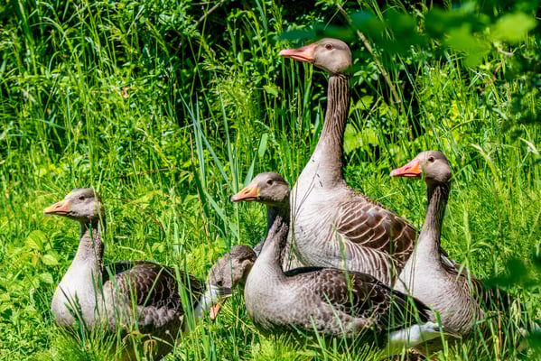 Familie von Graugänsen