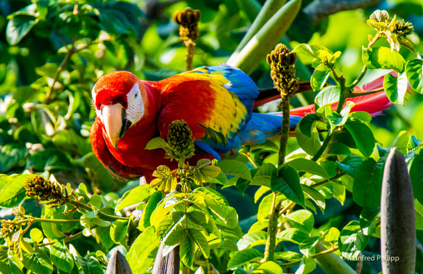Hellroter Ara, Costa Rica