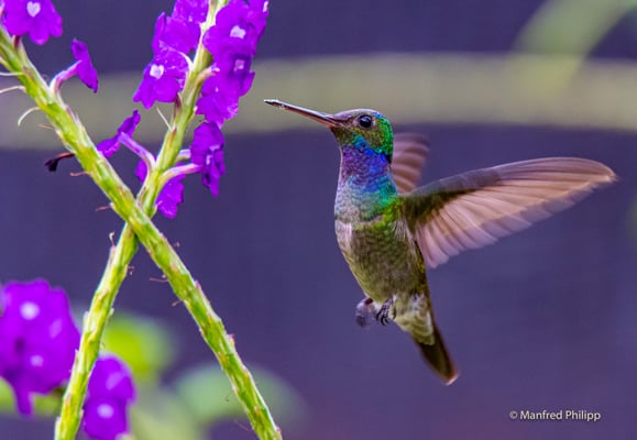 Blaubrust Kolibri, Costa Rica
