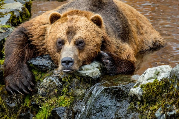 Braunbär in der Aufzuchtstation 'Bear Fortress' in Sitka 