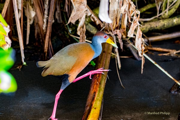 Rotnacken Ralle, Costa Rica