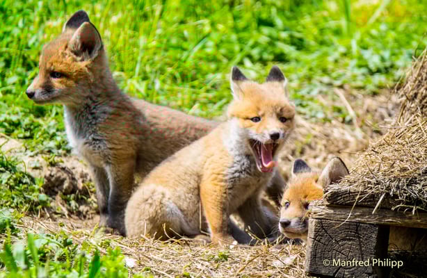 Jungfüchse