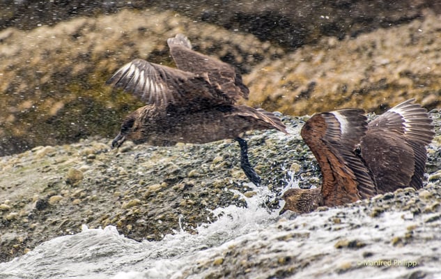 Kämpfende Skuas in Patagonien, Chile