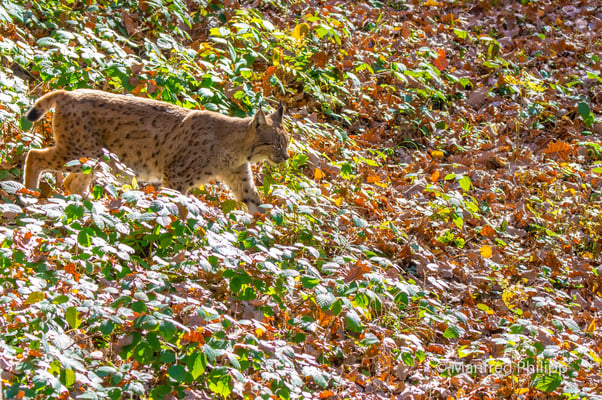 Luchs