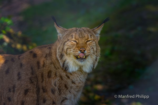 Luchs