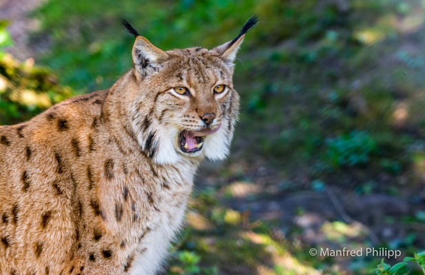 Luchs zeigt seine Zähne