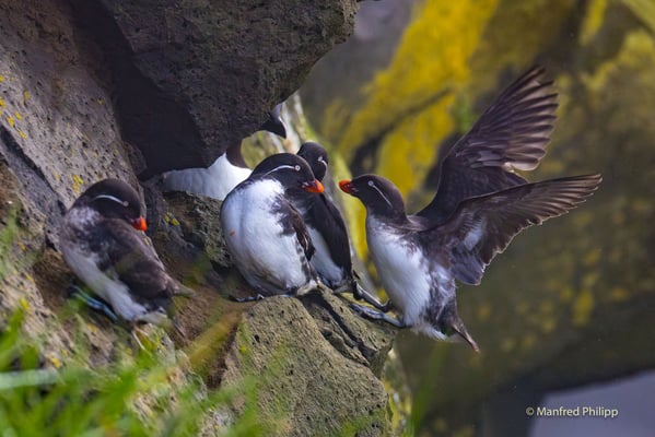 Rotschnabelalken,  St. Paul's Island in der Beringsee