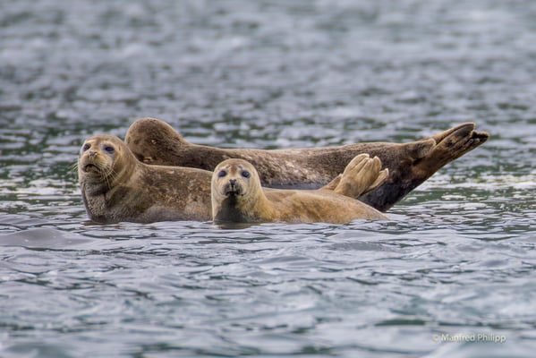 Gruppe von Seehunden in Kodiak Island