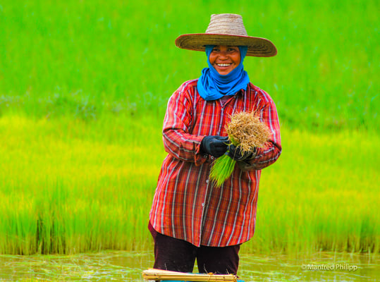 Reisernte in Thailand